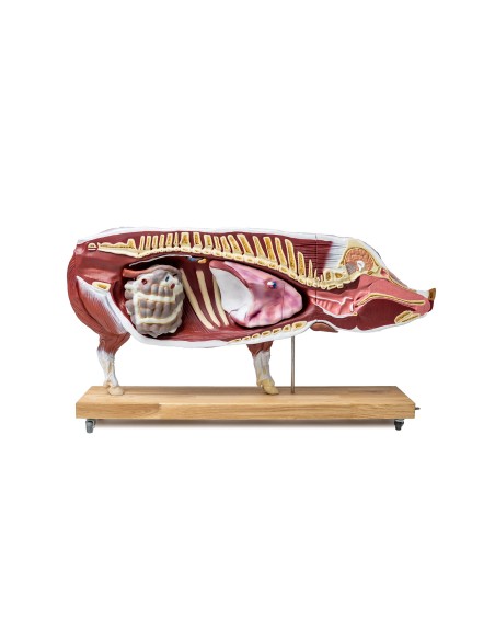 Educational pig model, 20 parts, 1/2 life size VET3320
