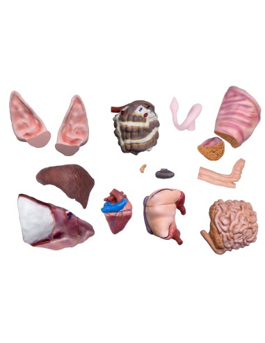 Educational pig model, 20 parts, 1/2 life size...