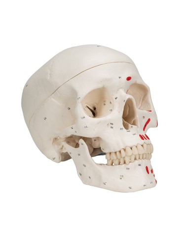 Classic painted skull decomposable into 3...