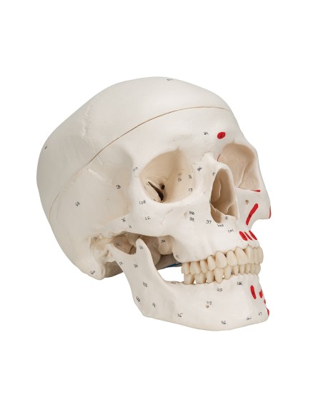 Classic painted skull decomposable into 3 parts, anatomical model 3B Scientific A23