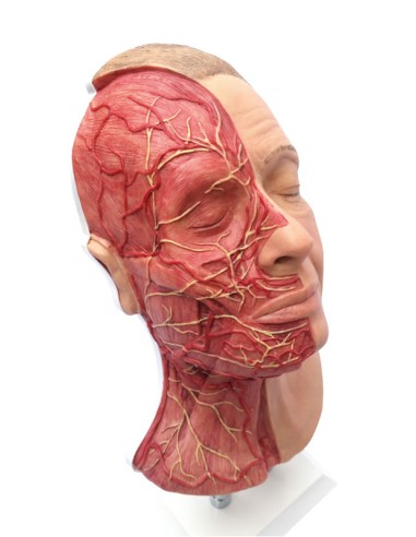 Simulator for facial injections with muscles,...