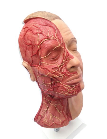 Simulator for facial injections with muscles, arteries and nerves Erler Zimmer 8210