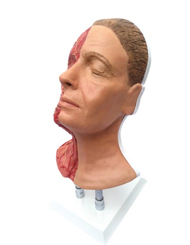 Simulator for facial injections with muscles,...