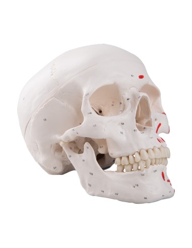 Classic painted skull decomposable into 3...