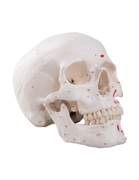 Classic painted skull decomposable into 3 parts, anatomical model 3B Scientific A23
