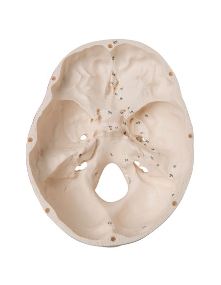 Bemalter klassischer Schädel in 3 Teile zerlegbar, anatomisches Modell 3B Scientific A23