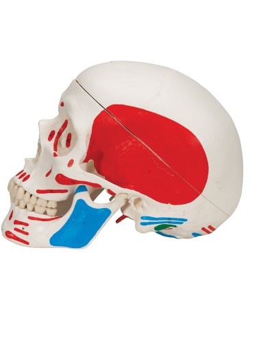 Bemalter klassischer Schädel in 3 Teile...