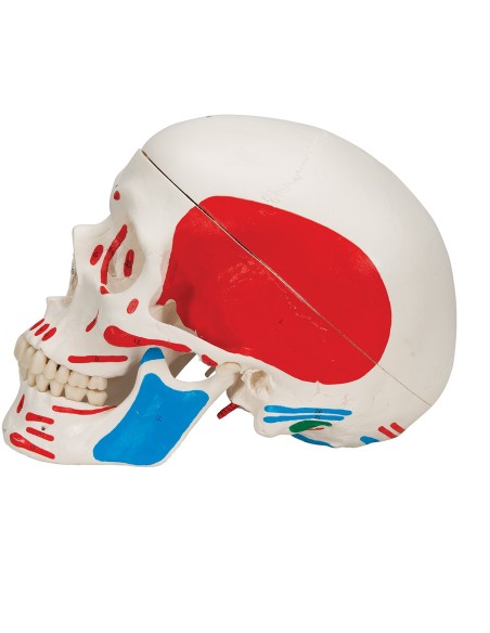 Classic painted skull decomposable into 3 parts, anatomical model 3B Scientific A23