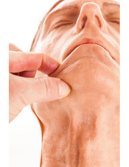 Simulador de inyección facial modelo D, Erler Zimmer 8130