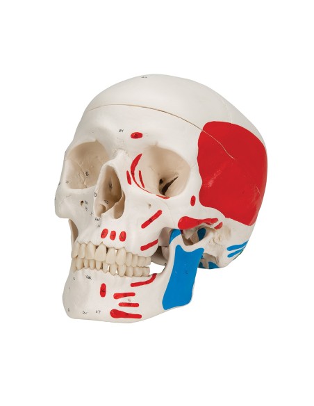 Classic painted skull decomposable into 3 parts, anatomical model 3B Scientific A23