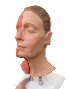 Simulateur d'injections faciales avec musculature, Erler... 2