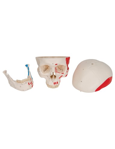 Classic painted skull decomposable into 3...