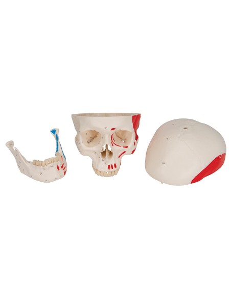 Classic painted skull decomposable into 3 parts, anatomical model 3B Scientific A23