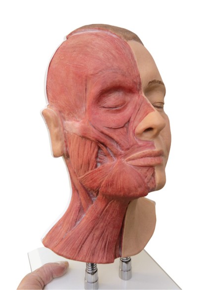 Simulator for facial injections with musculature, Erler Zimmer 8200