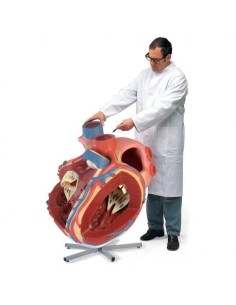 3b Científico, Modelo anatómico de corazón gigante, 8...