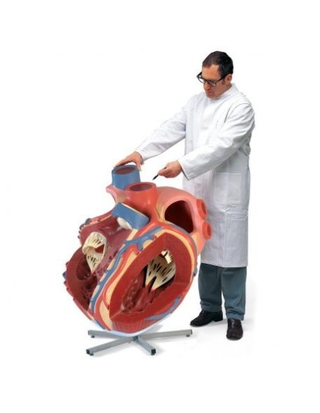 3b Scientific, Modello anatomico di cuore gigante, ingrandito 8 volte VD250