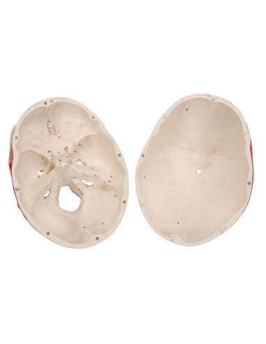 Cranio classico dipinto scomponibile in 3...