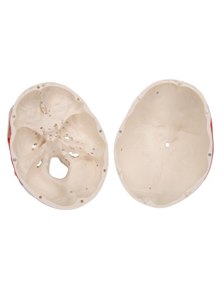 Bemalter klassischer Schädel in 3 Teile zerlegbar, anatomisches Modell 3B Scientific A23