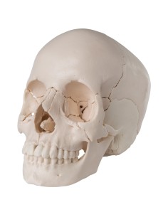 22-teiliger weißer zersetzbarer Schädel, anatomisches... 2