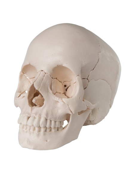 Cranio scomponibile in 22 parti bianco, modello anatomico 3B Scientific A290
