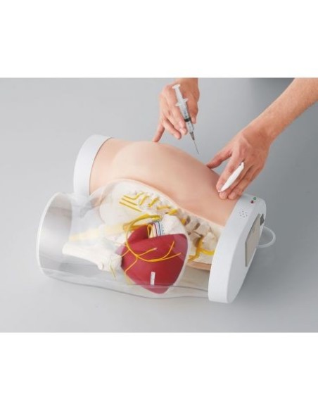 Erler Zimmer Intramuscle Injection Training Hip Model R16606