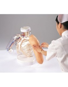 Modelo de hombro y brazo para entrenamiento de inyección...