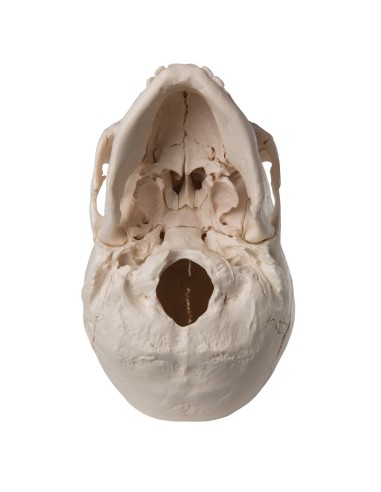 22-part white decomposable skull, anatomical...