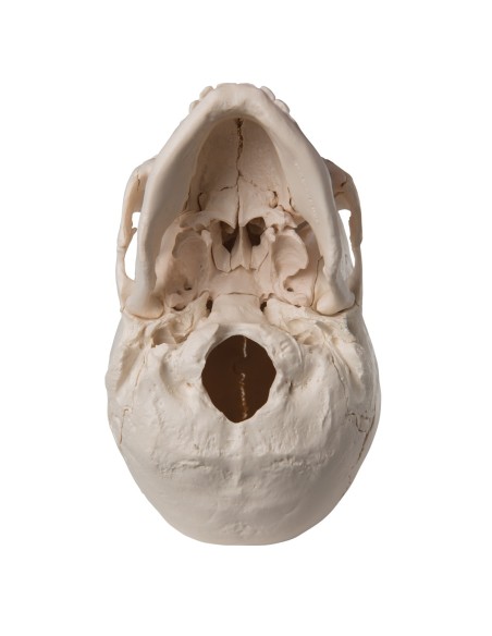 Cranio scomponibile in 22 parti bianco, modello anatomico 3B Scientific A290