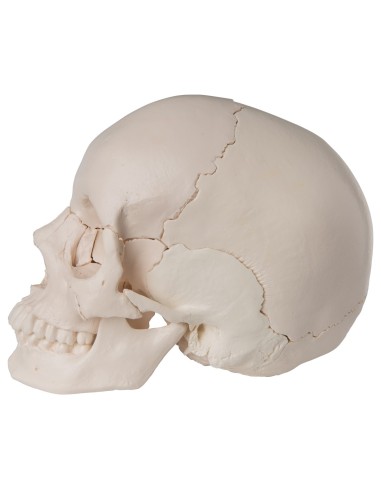 22-part white decomposable skull, anatomical...