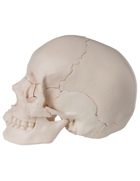 Cranio scomponibile in 22 parti bianco, modello anatomico 3B Scientific A290