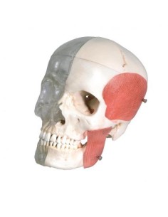 3B Scientific cranio didattico scomponibile trasparente /...