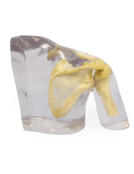 Simulador de Radiología - Articulación del hombro - Transparente - EZ7340