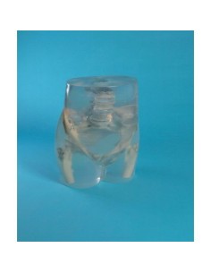 Simulateur de radiologie - bassin et hanche - transparent...