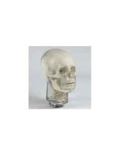 Simulateur de radiologie - Crâne - Opaque - Erler Zimmer...