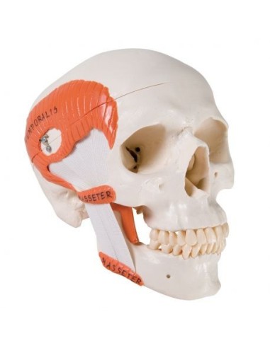 3B Scientific skull, classical model, with...