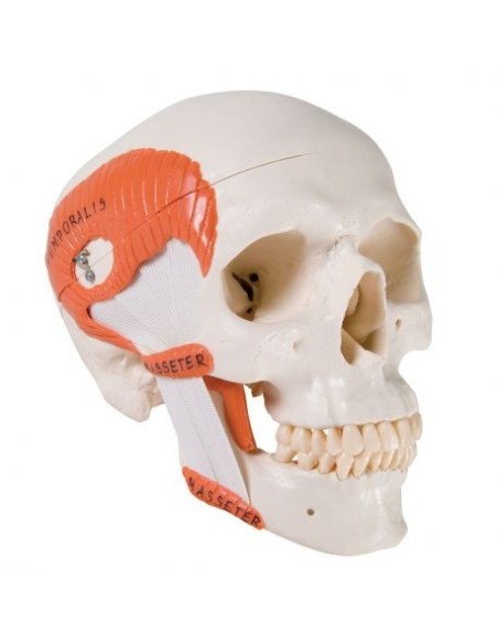 Cranio 3B Scientific, modello classico, con muscolatura masticatoria, in 2 parti A24
