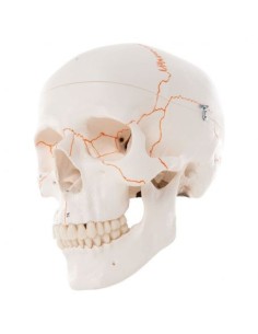 3B Scientific skull, classical model, with numbering, in...