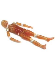 Simulateur de radiologie - Mannequin pédiatrique complet...