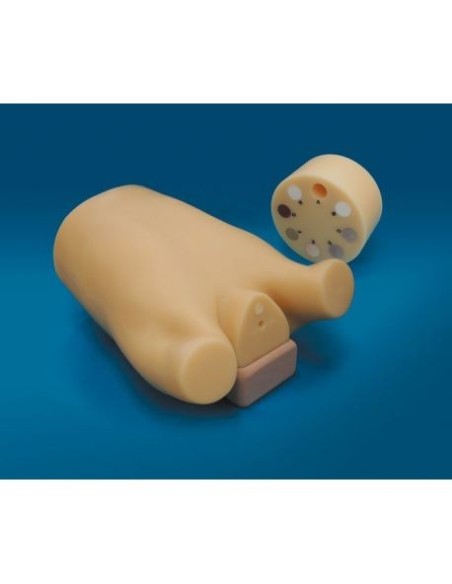 Simulador de radiología - Maniquí de cribado de cáncer de pulmón - Erler Zimmer R16532