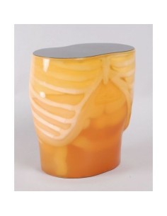 Radiology Simulator - CT Abdomen Manikin - Erler Zimmer...