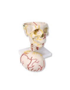 3B Scientific, Neurovascular Skull W19018