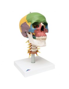 3B Científico, Cráneo, modelo didáctico, sobre vértebras...