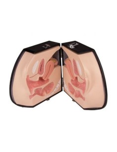 Simulatore per Ginecologia - Organi genitali femminil -...