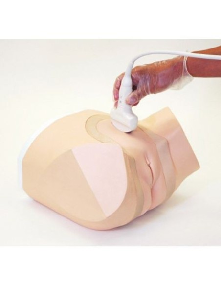 Simulatore per Ginecologia - Manichino per ecografia - Erler Zimmer R16017
