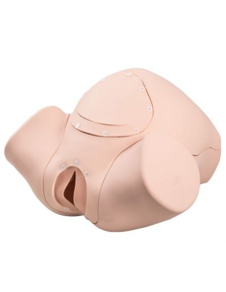 3B Scientific P90 Basic Birthing Simulator