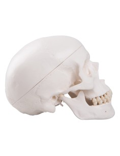 3-teiliger Lehrschädel, anatomisches Modell 3B Scientific...