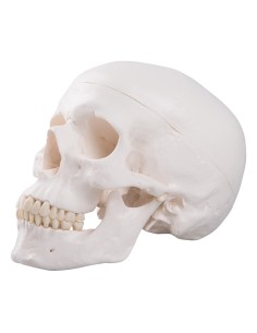 Educational skull decomposable into 3 parts, anatomical... 2