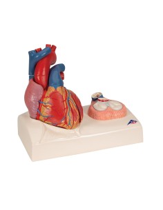 3B Scientific, anatomical model of heart, decomposable... 2