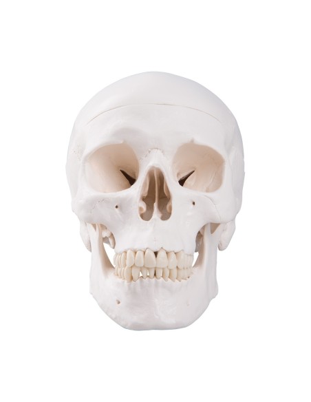 3-teiliger Lehrschädel, anatomisches Modell 3B Scientific A20