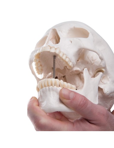 Educational skull decomposable into 3 parts,...